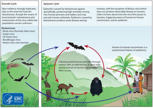 Ebola Virus Cycle and Prevention